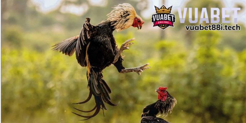 Kinh nghiệm chơi đá gà giúp bắt kèo chuẩn hơn