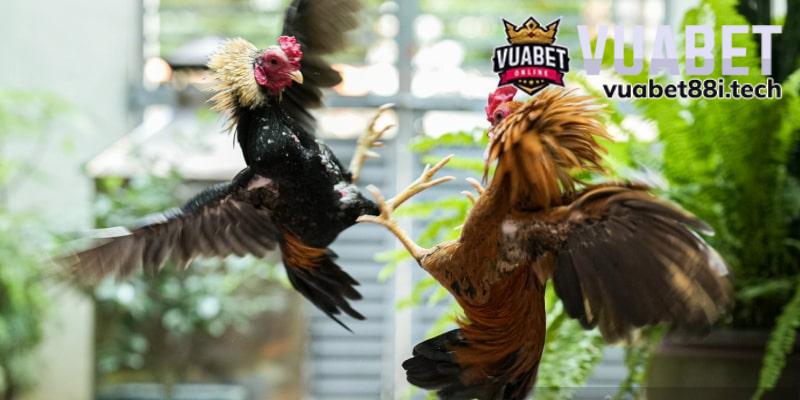 Chia vốn hợp lý giúp chơi đá gà hiệu quả hơn