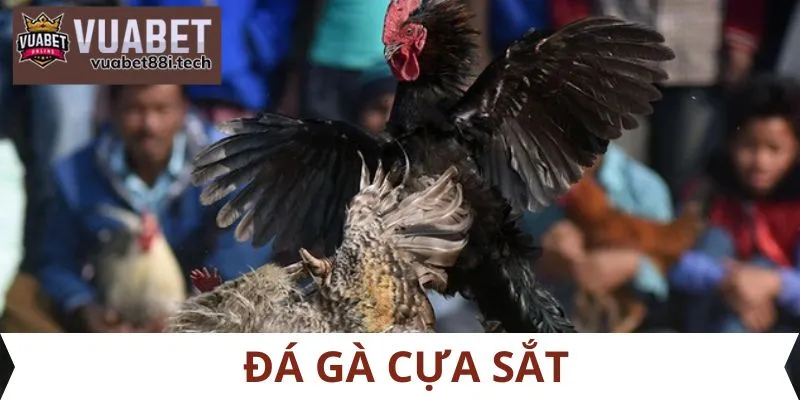 Đá gà cựa sắt tại Vuabet88