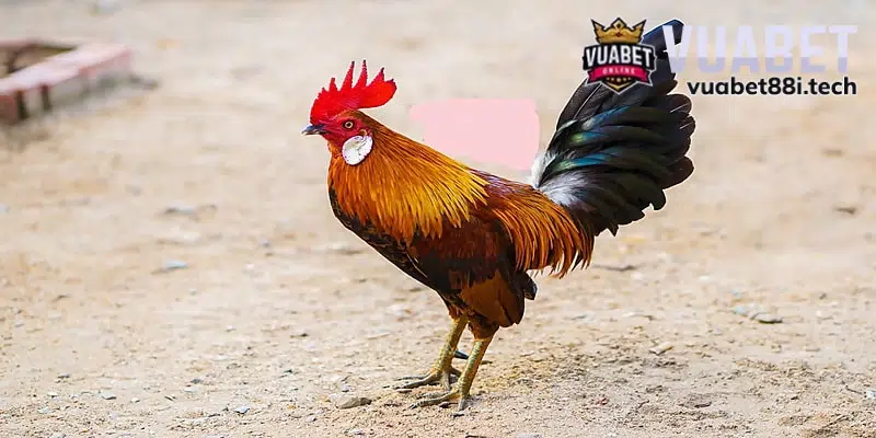 Kinh nghiệm đá gà tre chuẩn là quan sát dáng gà trước khi xuống tiền