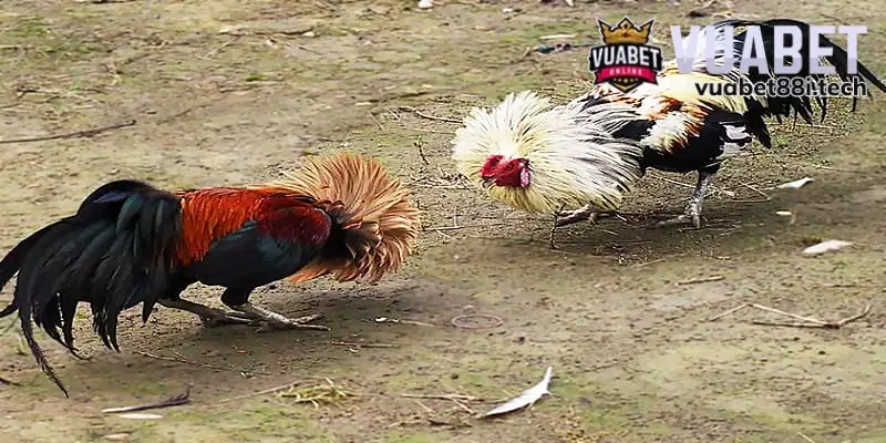 Kiên nhẫn theo sát trận giúp bắt kèo chính xác