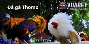 kinh nghiệm chơi đá gà thomo