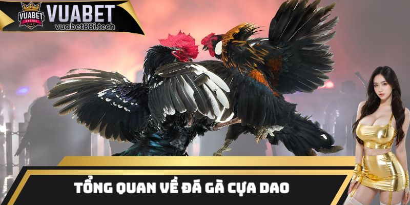 Một vài thông tin cơ bản cần biết về loại hình đá gà cựa dao